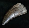 Extremely Rare Torvosaurus Tooth - Skull Creek #12479-2